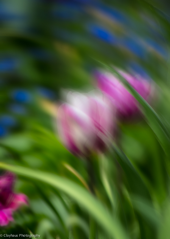 Impressions of Monet's Gardens