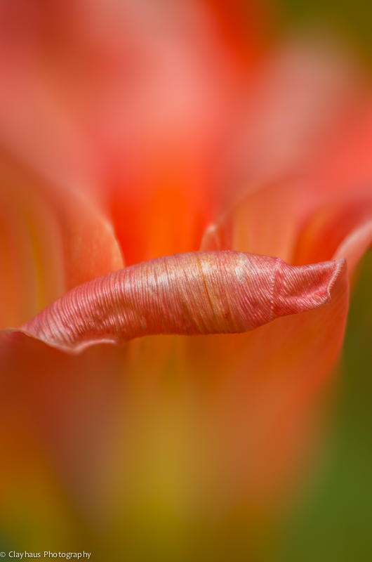 Impressions of Monet's Gardens