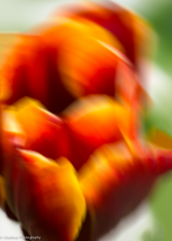 Impressions of Monet's Gardens