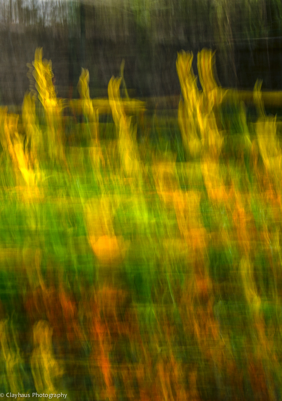 Impressions of Monet's Gardens