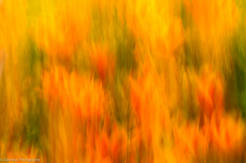 Impressions of Monet's Gardens