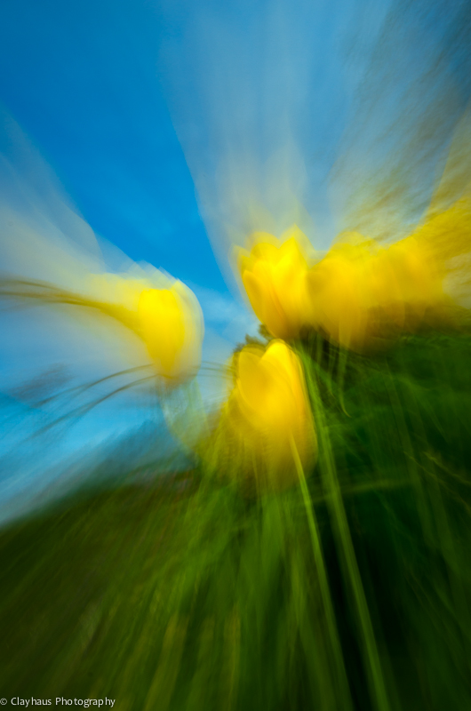 Impressions of Monet's Gardens