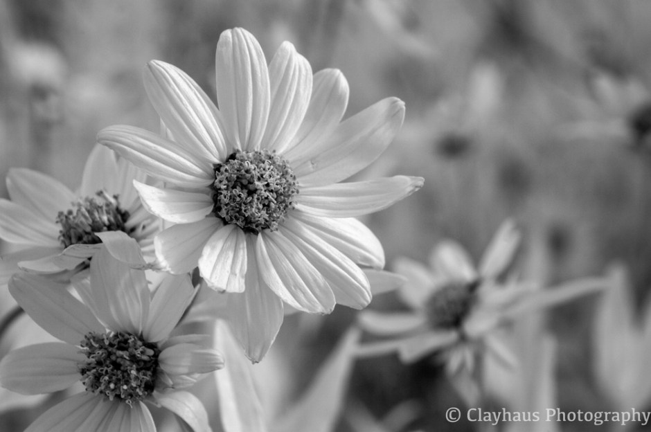 Digital infrared image